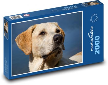 Pes - hlava, labrador - Puzzle 2000 dílků, rozměr 90x60 cm