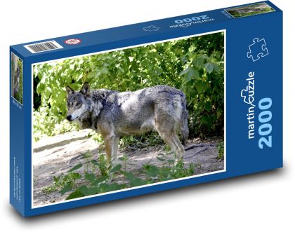 Vlk - lovec, dravec - Puzzle 2000 dílků, rozměr 90x60 cm