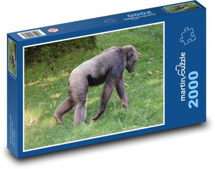 Opice - šimpanz, zoo - Puzzle 2000 dílků, rozměr 90x60 cm