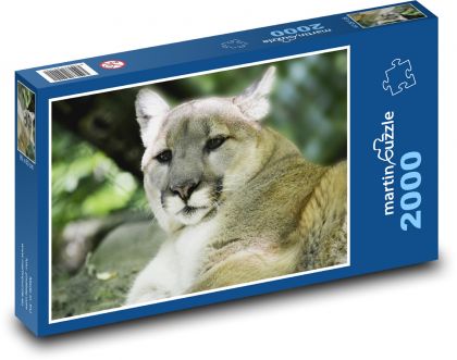 Puma - große Katze, Raubtier - Puzzle - 2000 Teile