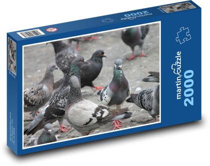 Pigeon in the city - doves, birds - Puzzle 2000 pieces, size 90x60 cm 