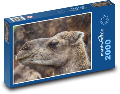 Hlava velblouda - zvíře, savec - Puzzle 2000 dílků, rozměr 90x60 cm