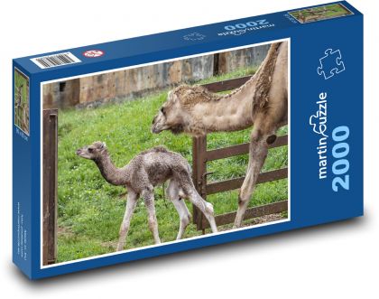 Ťavy - dromedár, mláďa - Puzzle 2000 dielikov, rozmer 90x60 cm 