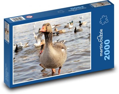 Hus - vodný vták - Puzzle 2000 dielikov, rozmer 90x60 cm 