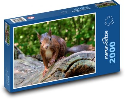 Hlodavec - hnedá veverička - Puzzle 2000 dielikov, rozmer 90x60 cm 