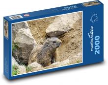 Alpy - Świstak - gryzoń Puzzle 2000 elementów - 90x60 cm