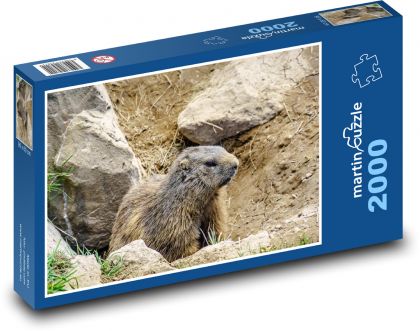 Alpy - Svišť - hlodavec - Puzzle 2000 dielikov, rozmer 90x60 cm 