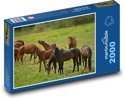Zvířata - stádo koní - Puzzle 2000 dílků, rozměr 90x60 cm