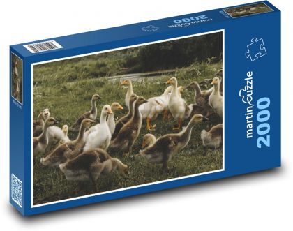 Enten - Wasservögel - Puzzle - 2000 Teile
