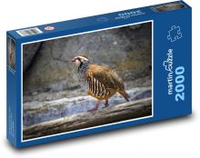Partridge - bird, animal Puzzle 2000 pieces - 90 x 60 cm