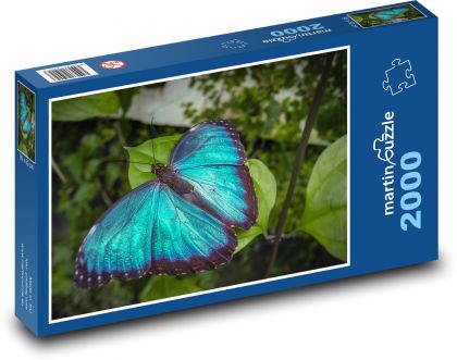 Modrý motýl - hmyz, rostlina - Puzzle 2000 dílků, rozměr 90x60 cm