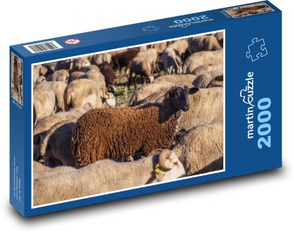 Sheep herd - livestock, cattle - Puzzle 2000 pieces, size 90x60 cm 