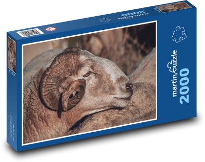 Ovce - rohy, domáce zviera - Puzzle 2000 dielikov, rozmer 90x60 cm 