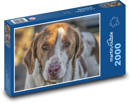 Lovecký pes - zvíře, domácí mazlíček - Puzzle 2000 dílků, rozměr 90x60 cm