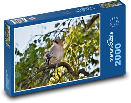 Sojka - pták, zvíře - Puzzle 2000 dílků, rozměr 90x60 cm