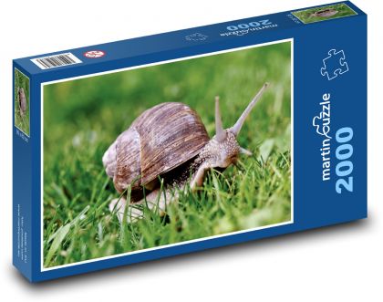 Hlemýžď - ulita, měkkýš   - puzzle 2000 dílků