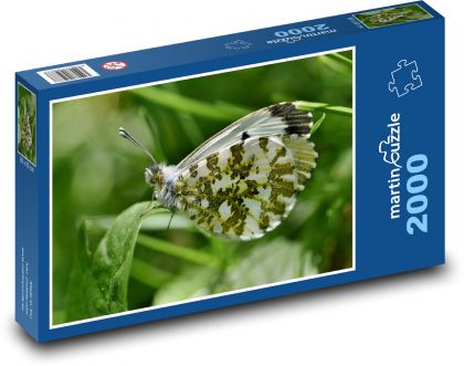 Motyl - owad, skrzydło - Puzzle 2000 elementów, rozmiar 90x60 cm