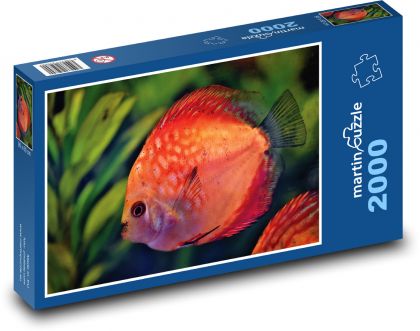 Disk ryba - akvárium, okrasná ryba  - Puzzle 2000 dílků, rozměr 90x60 cm