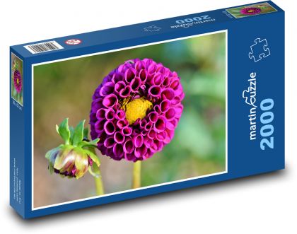 Fialová georgína - kvet, rastlina - Puzzle 2000 dielikov, rozmer 90x60 cm 