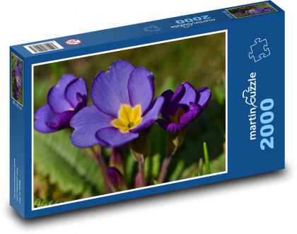 Petrklíč - fialová květina, rostlina - Puzzle 2000 dílků, rozměr 90x60 cm