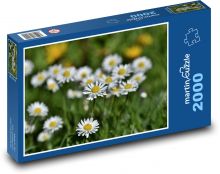 Gänseblümchen - Blume, Pflanze Puzzle 2000 Teile - 90 x 60 cm