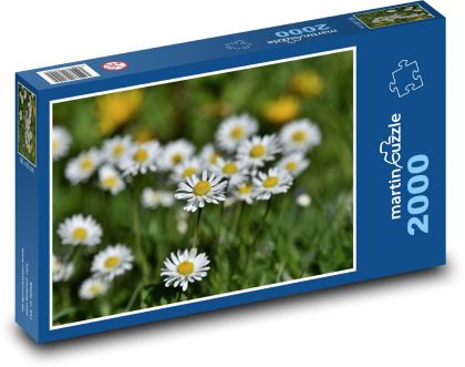 Gänseblümchen - Blume, Pflanze - Puzzle - 2000 Teile
