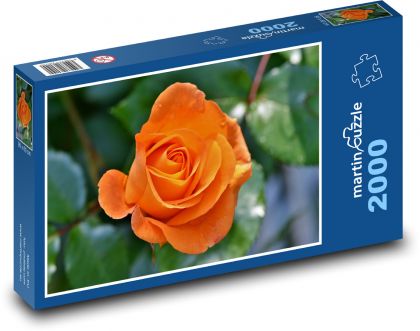 Orange rose - petals, flower - Puzzle 2000 pieces, size 90x60 cm 