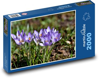 Fialový krokus - jarní rostlina, květy - puzzle 2000 dílků