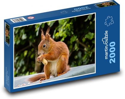 Zwierzę, gryzoń - Wiewiórka - Puzzle 2000 elementów, rozmiar 90x60 cm