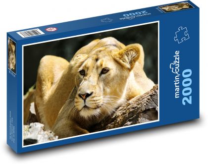 Lev - divoká zvěř - Puzzle 2000 dílků, rozměr 90x60 cm