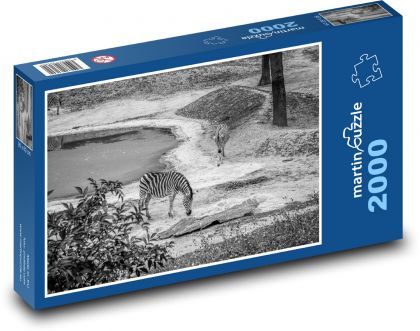 Zebry - Afrika, safari - Puzzle 2000 dílků, rozměr 90x60 cm