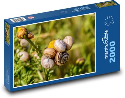 Snails - shellfish, nature - Puzzle 2000 pieces, size 90x60 cm 