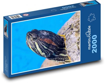 Želva - plaz, vodní živočich - Puzzle 2000 dílků, rozměr 90x60 cm