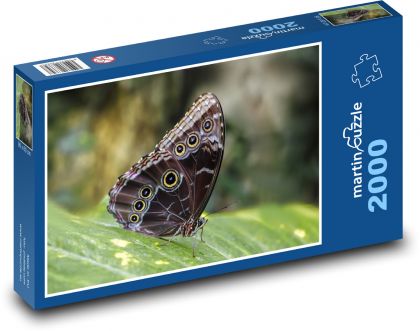Motýl - křídla, entomologie - Puzzle 2000 dílků, rozměr 90x60 cm