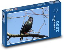 Špaček - pták, větev Puzzle 2000 dílků - 90 x 60 cm