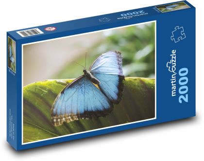 Blue butterfly - insects, wings - Puzzle 2000 pieces, size 90x60 cm 