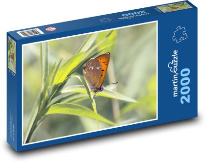 Geflügelte Insekten - Kupferschmetterling, Gras - Puzzle - 2000 Teile