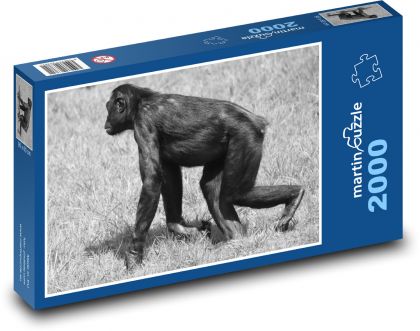 Opice - zvíře, savec - Puzzle 2000 dílků, rozměr 90x60 cm