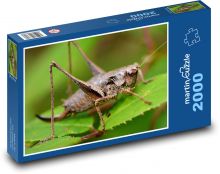 Heuschrecken - Insekten, Natur Puzzle 2000 Teile - 90 x 60 cm