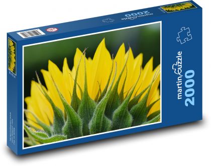 Slunečnice - květ, rostlina - Puzzle 2000 dílků, rozměr 90x60 cm