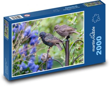 Mladý škorec - vták, zviera - Puzzle 2000 dielikov, rozmer 90x60 cm 