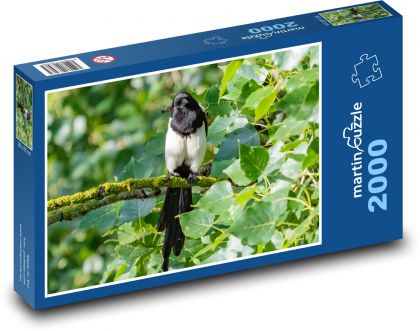 Černá straka - sedící na stromě, pták - Puzzle 2000 dílků, rozměr 90x60 cm