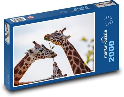 Žirafa - dlouhý krk, zvíře - puzzle 2000 dílků