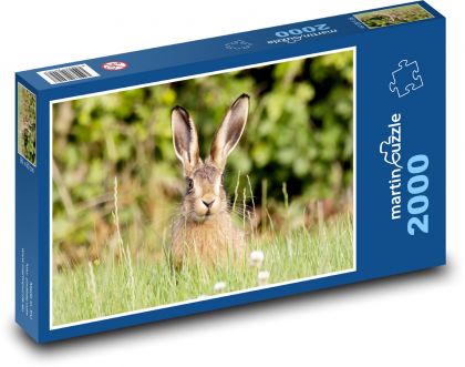 Zajac v tráve - uši, zviera - Puzzle 2000 dielikov, rozmer 90x60 cm 