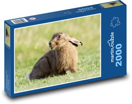 Mladý zajíc - zvíře, savec - Puzzle 2000 dílků, rozměr 90x60 cm