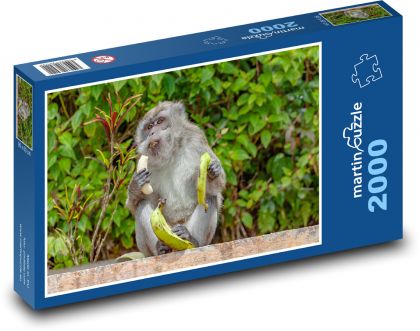 Małpa z bananami - makak, jedz - Puzzle 2000 elementów, rozmiar 90x60 cm