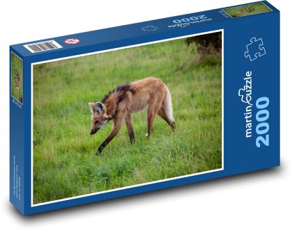 Wilk z grzywą - pastwisko, zwierzę - Puzzle 2000 elementów, rozmiar 90x60 cm