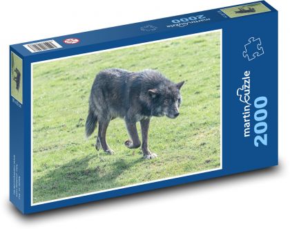 Vlk - dravec, zvíře - puzzle 2000 dílků