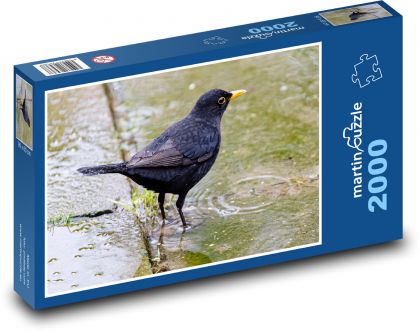 Kos w kałuży - ptak, zwierzę - Puzzle 2000 elementów, rozmiar 90x60 cm