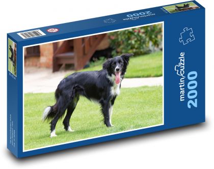 Border kolie - pes. mazlíček - puzzle 2000 dílků